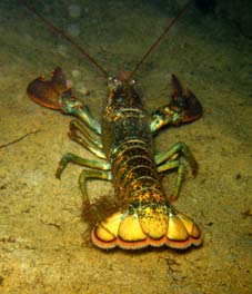 11_Lobster.jpg