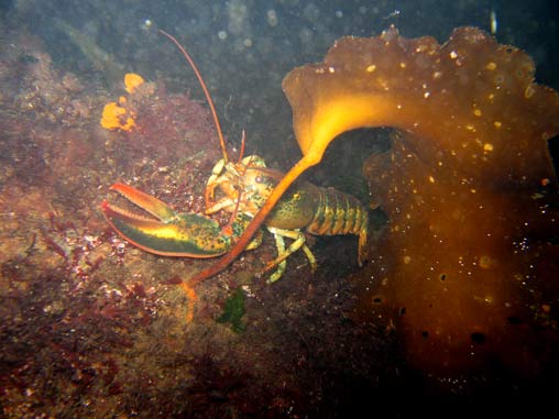 5_Lobster.jpg