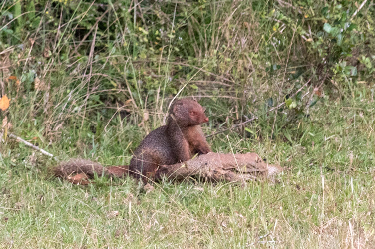 Mongoose eating Monitor Lizard _MG_5268.jpg