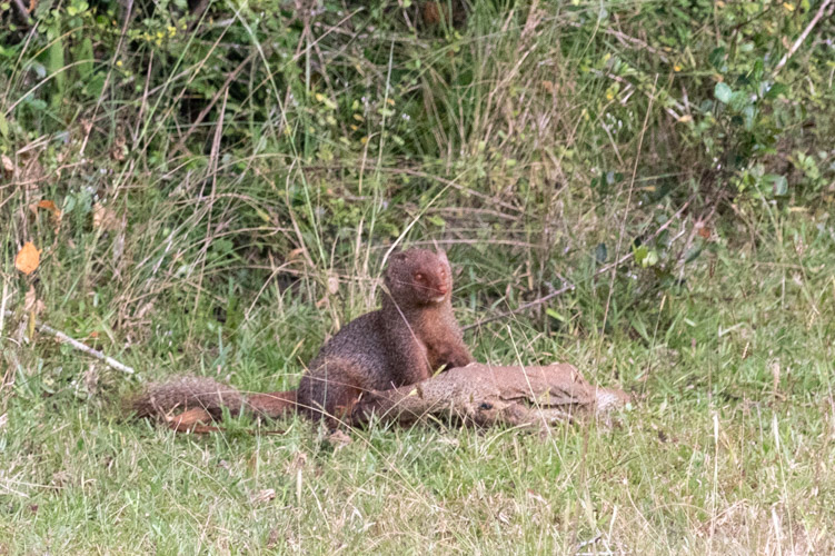 Mongoose eating Monitor Lizard _MG_5269.jpg